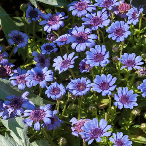 Blue Daisy plant