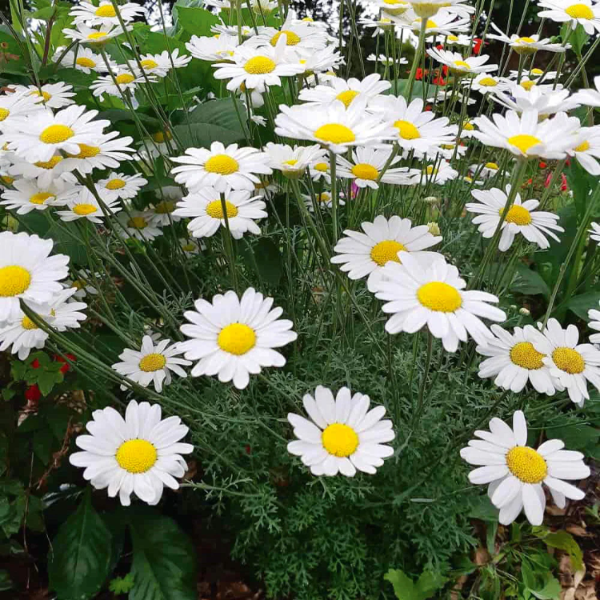 Pyrethrum Daisy plant