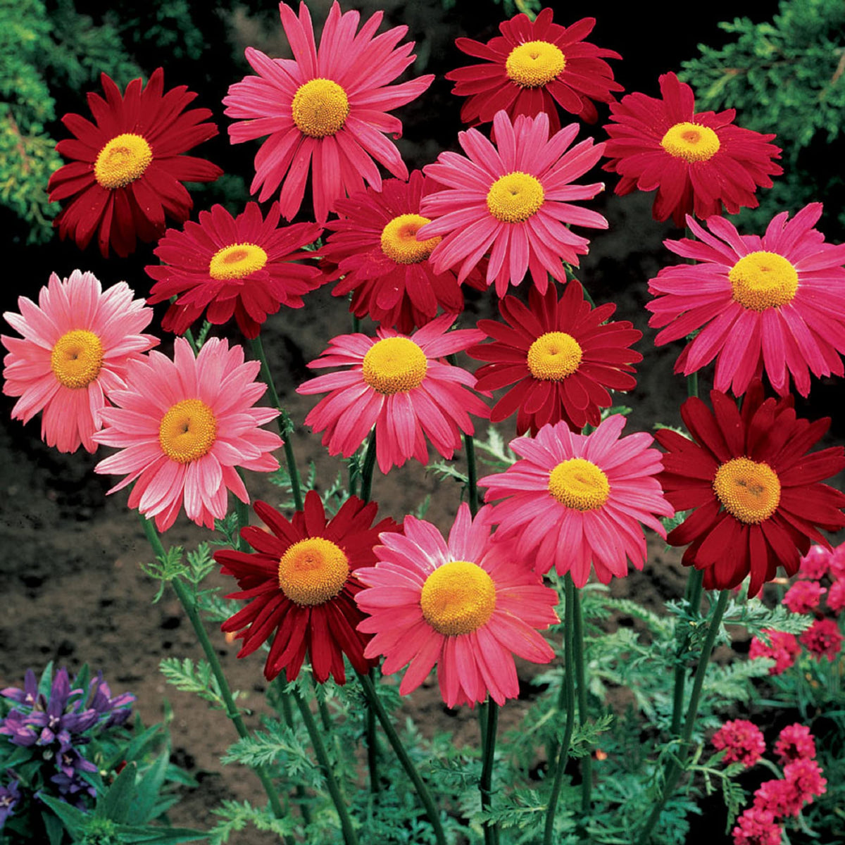 Pyrethrum Daisy plant
