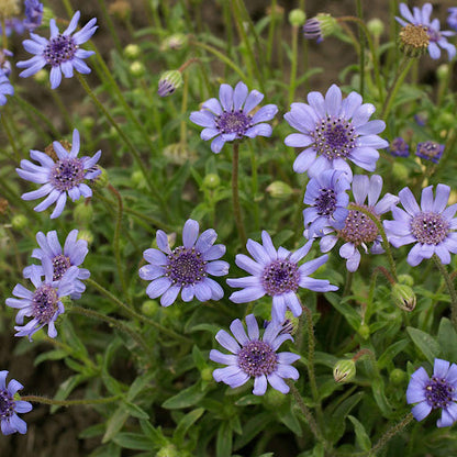 Blue Daisy plant