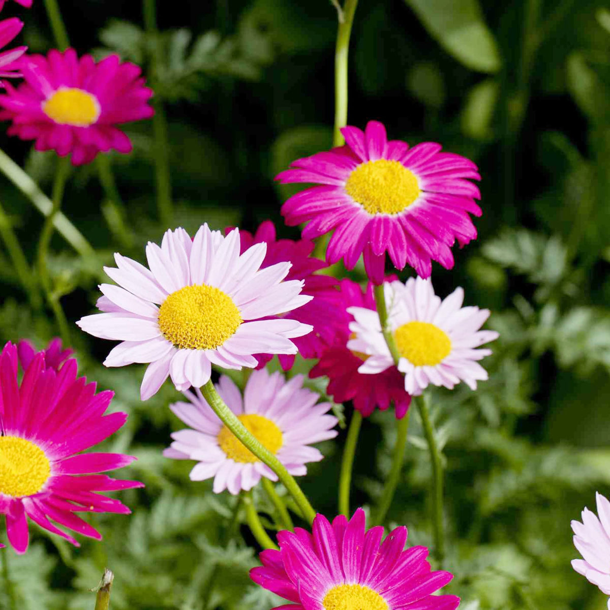 Pyrethrum Daisy plant