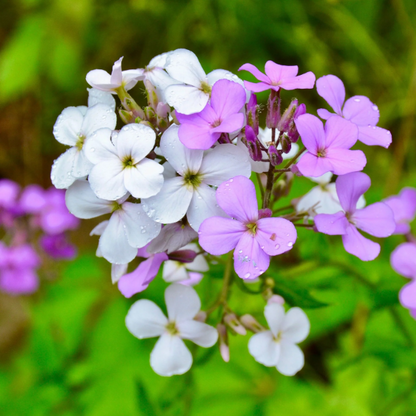 Perennial Dame's Rocket plant