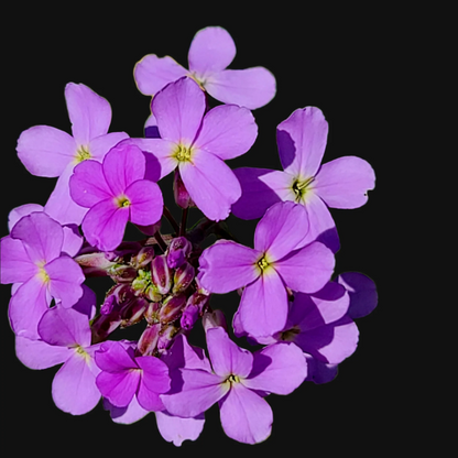 Perennial Dame's Rocket plant