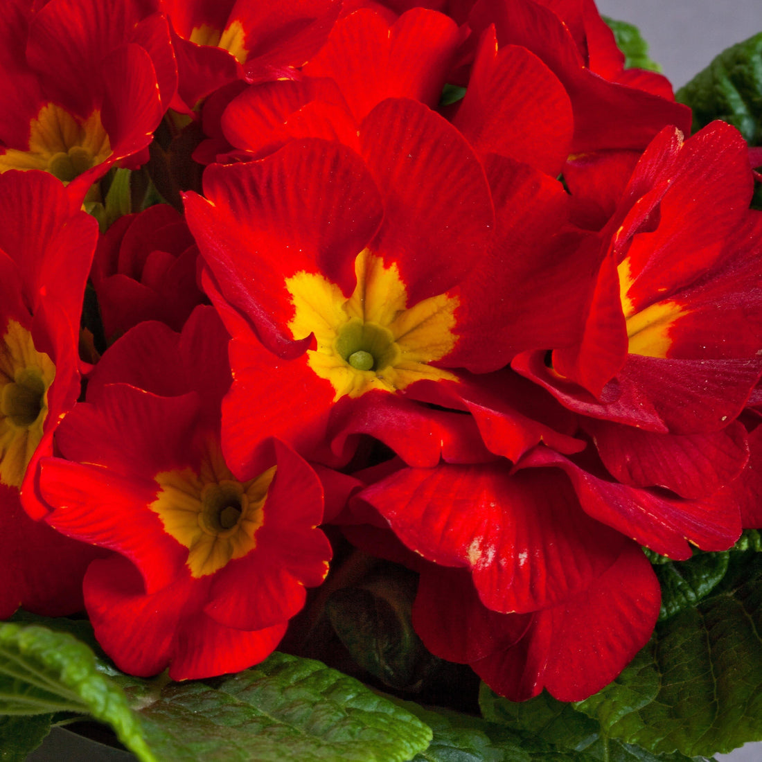 Yellow Red flower seeds