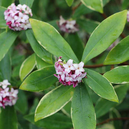 Daphne Flower Seeds for Planting – Heirloom Non-GMO Garden Seeds