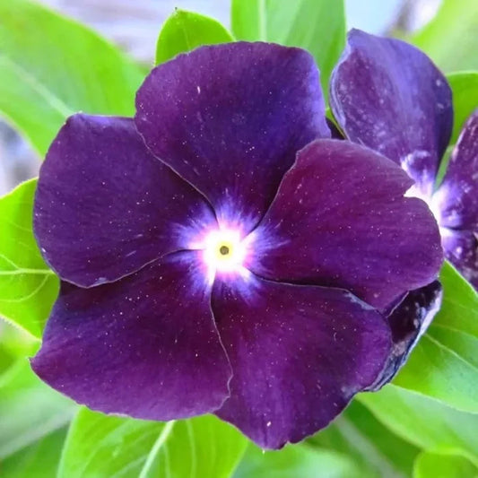 Blue Sunsplash flower seeds