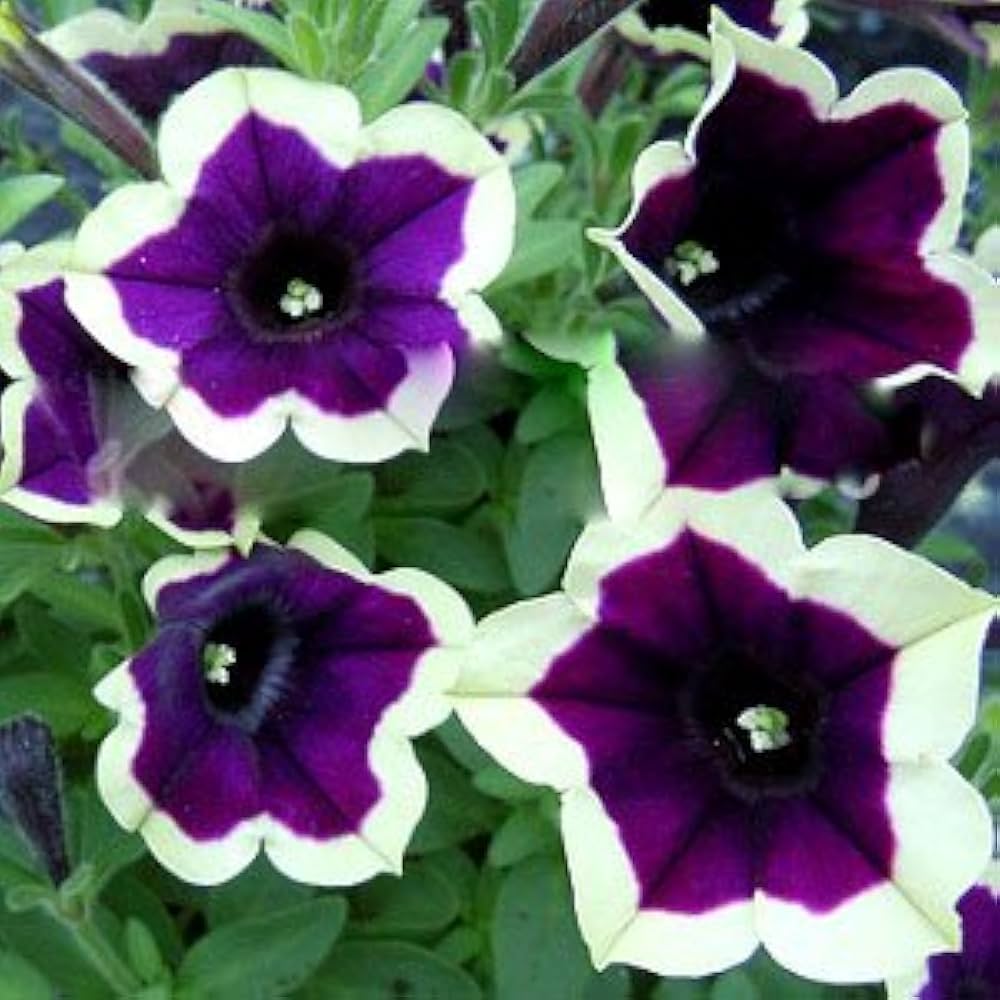 Dark Purple flower seeds