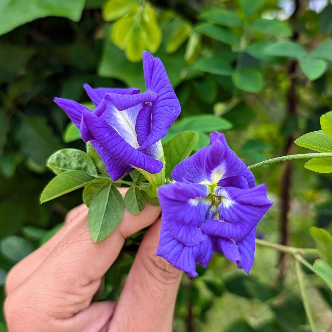 Clitoria flower seeds