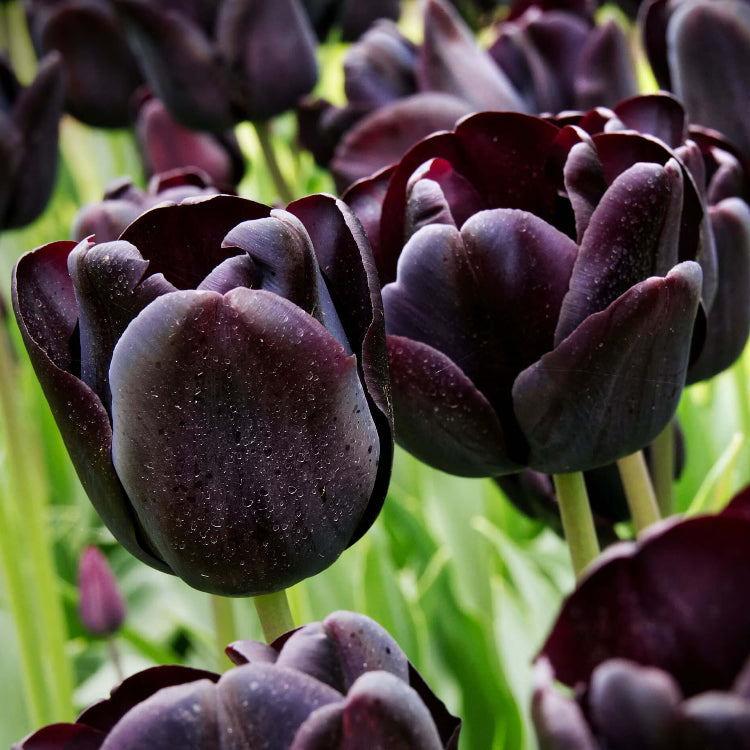 Dark Khaki Tulip plant