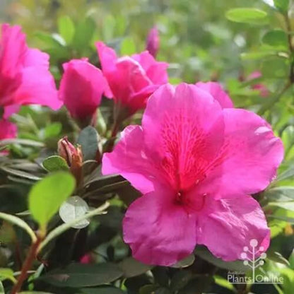 Dark Pink Azalea plant