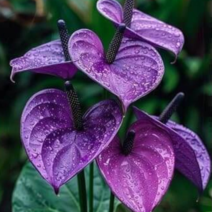 Dark Purple anthurium plant