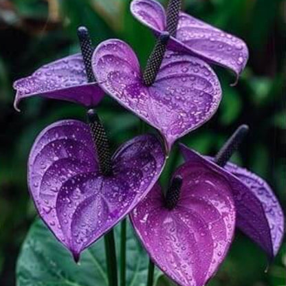 Dark Purple anthurium plant