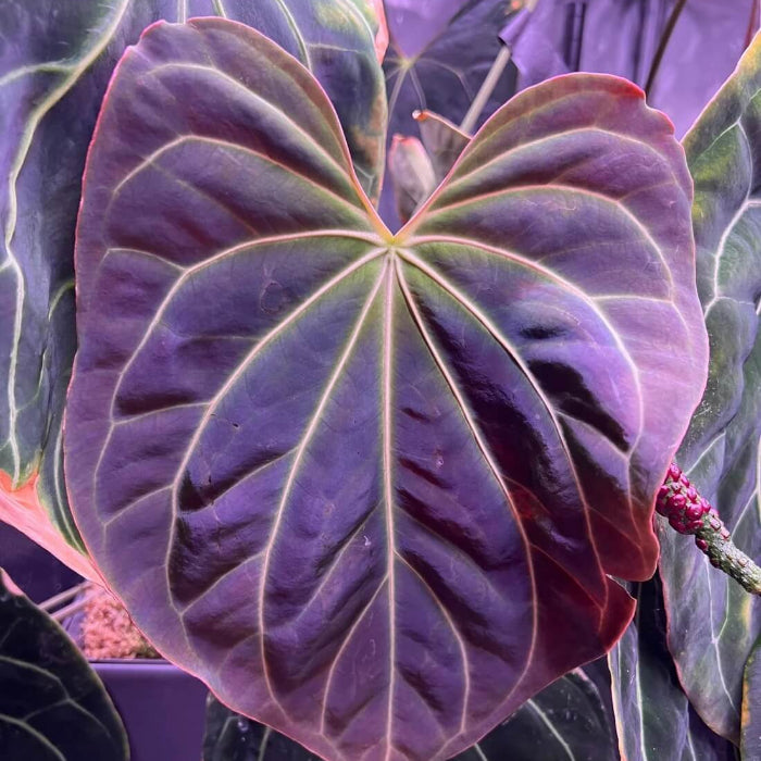 Dark Purple anthurium plant