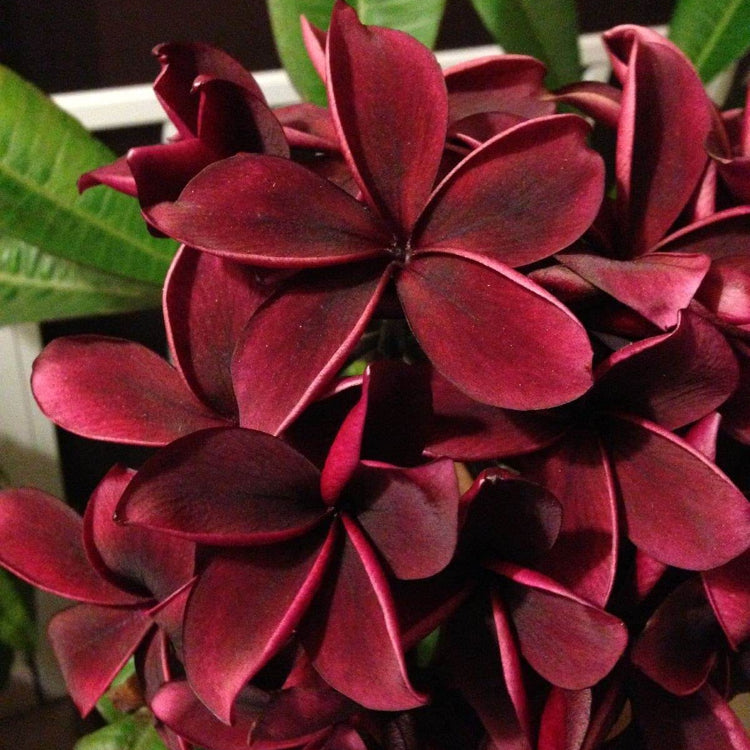 Dark Red Plumeria plant