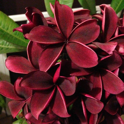 Dark Red Plumeria plant