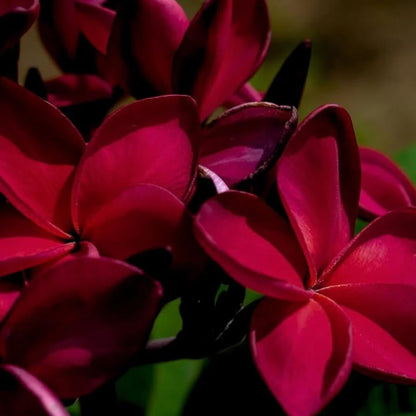Dark Red Plumeria plant