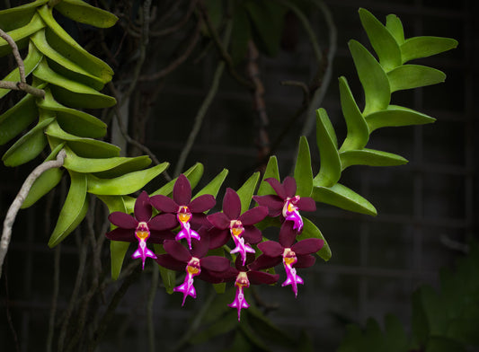 Trichoglottis flower seeds