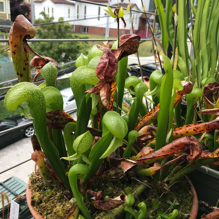 Darlingtonia plant