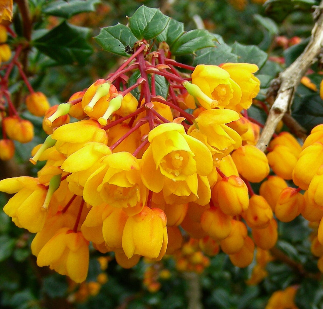 Yellow Darwinii flower seeds