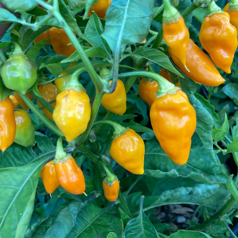 Datil Pepper Seeds for Planting – Heirloom Hot Pepper Seeds