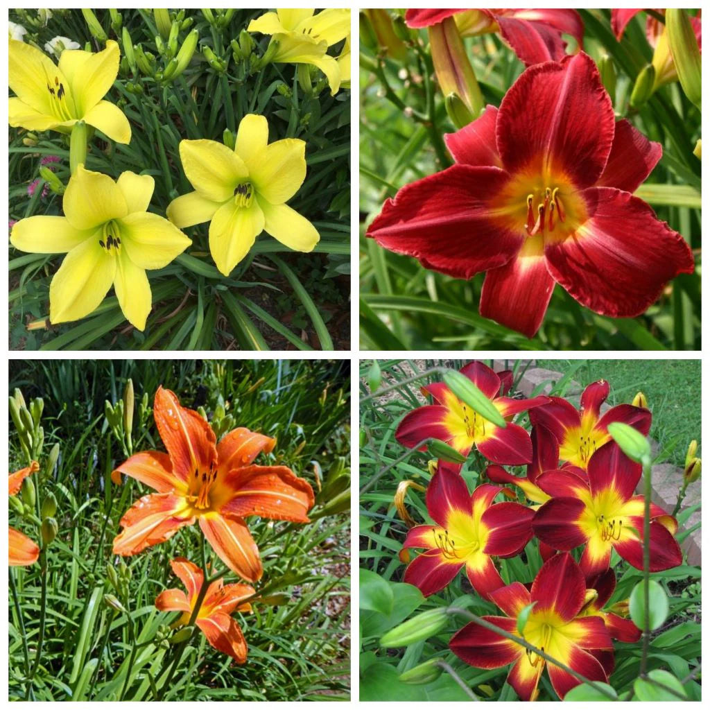 Hemerocallis flower seeds