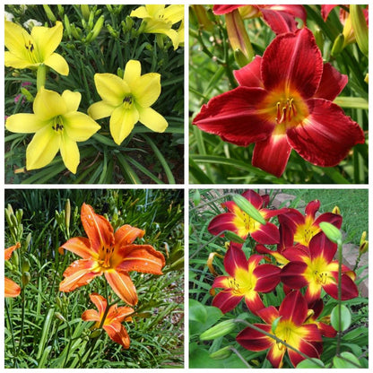 Hemerocallis flower seeds