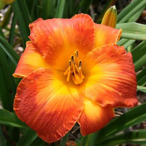 Rare Hybrid Daylily plant
