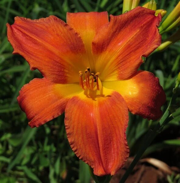 Rare Hybrid Daylily plant