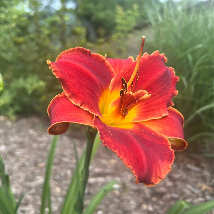 Reblooming Daylily plant