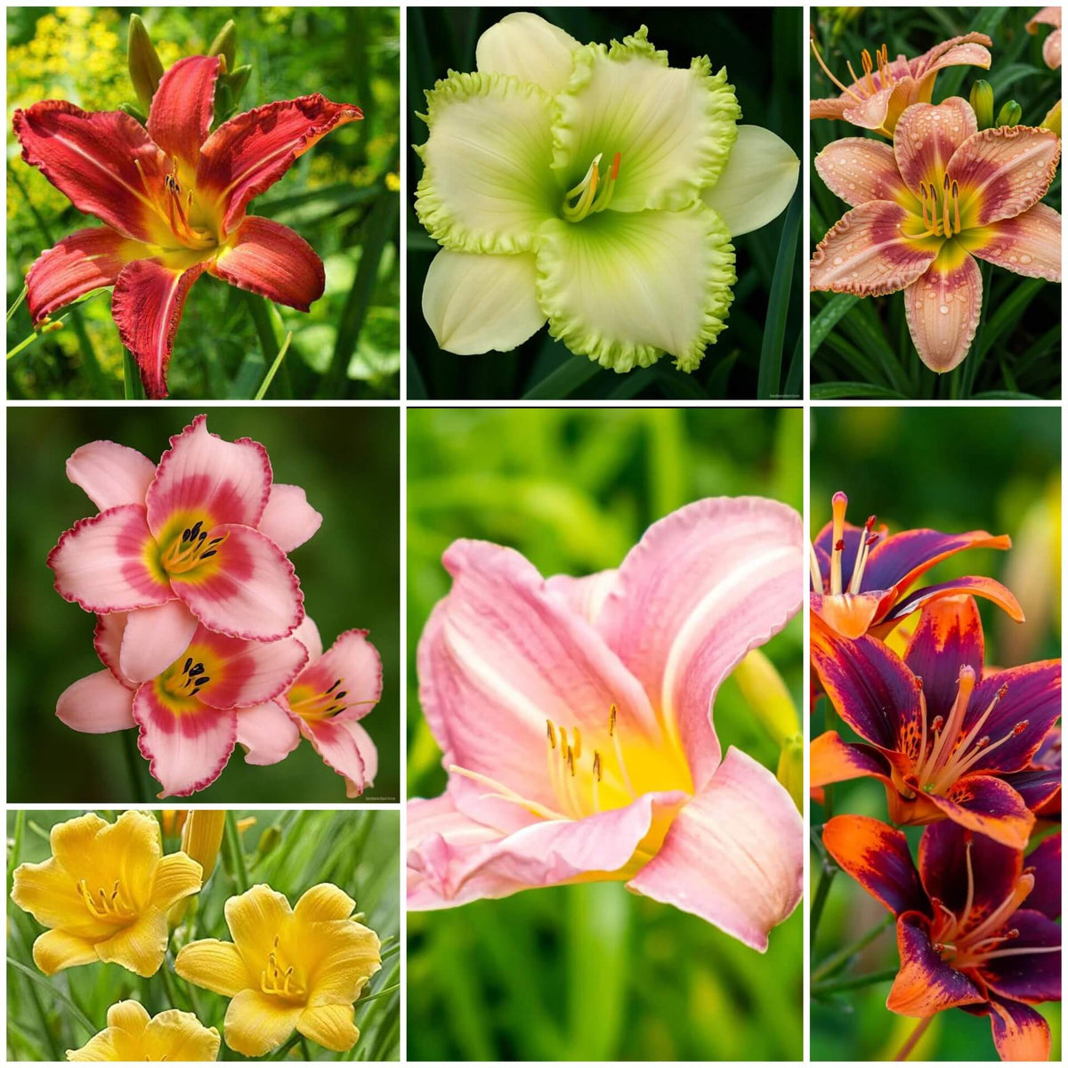 Daylily plant