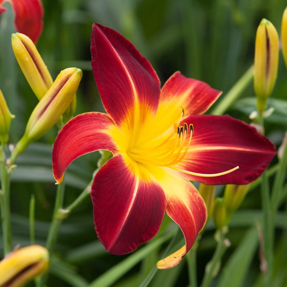 Reblooming Daylily plant