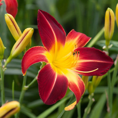 Reblooming Daylily plant
