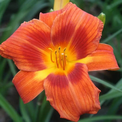 Rare Hybrid Daylily plant