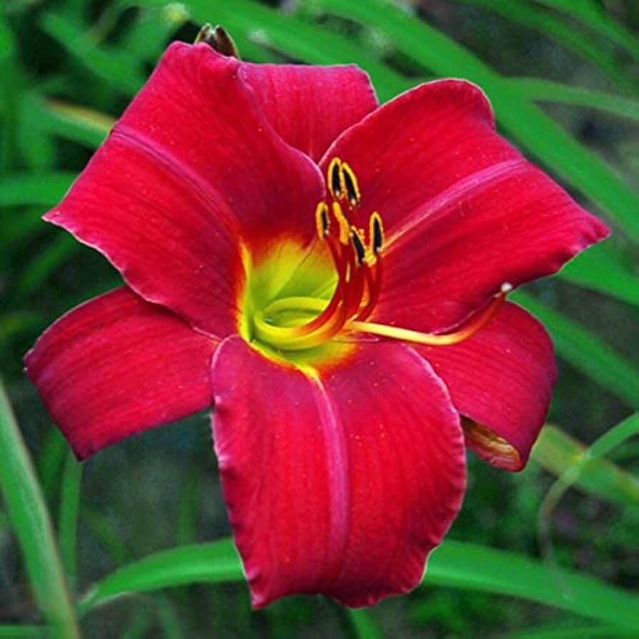 Reblooming Daylily plant