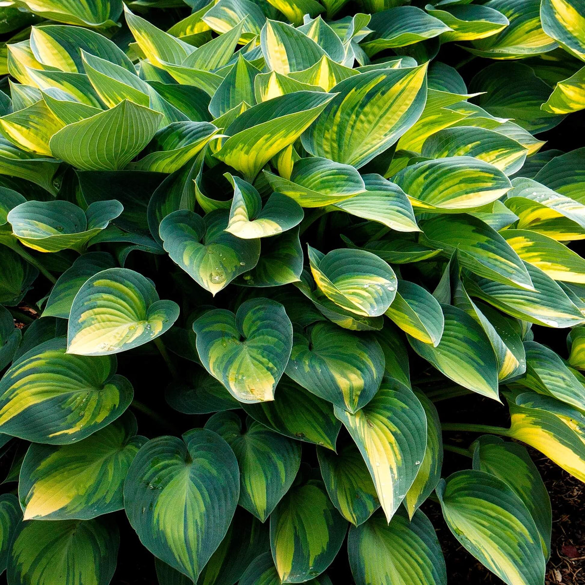 Decorative Leaf Plant