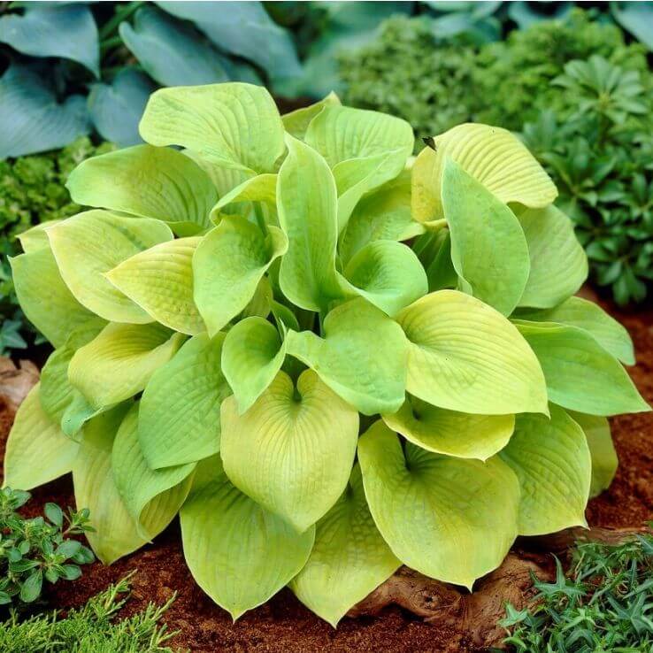 Decorative Leaf Plant