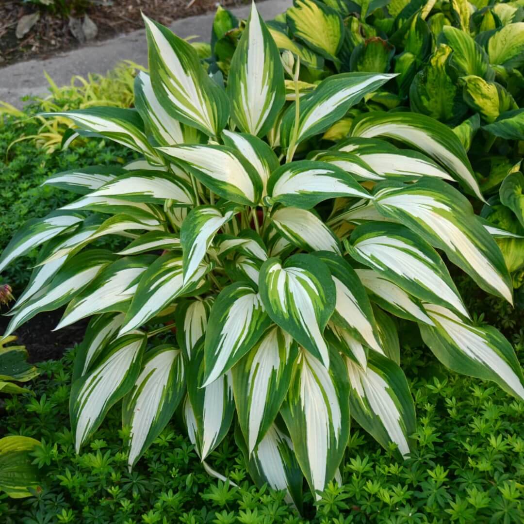 Decorative Leaf Plant