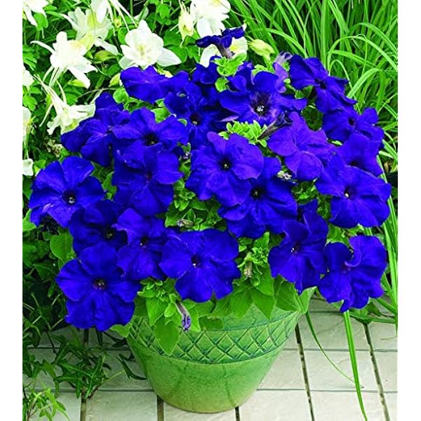 Deep Blue flower seeds