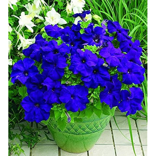 Deep Blue flower seeds