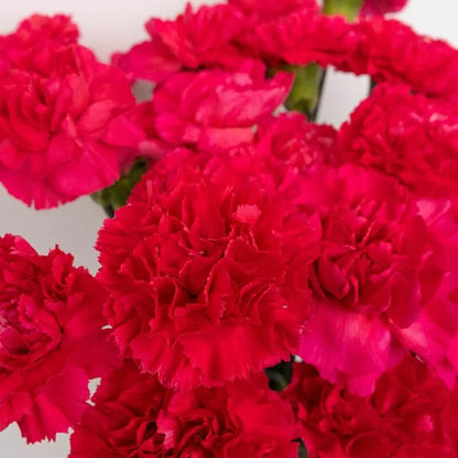 Deep Pink Carnation plant