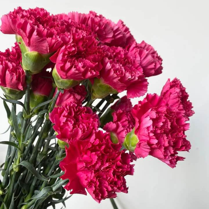 Deep Pink Carnation plant