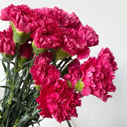 Deep Pink Carnation plant