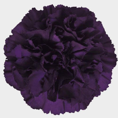 Deep Purple Carnation plant