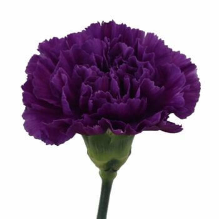 Deep Purple Carnation plant