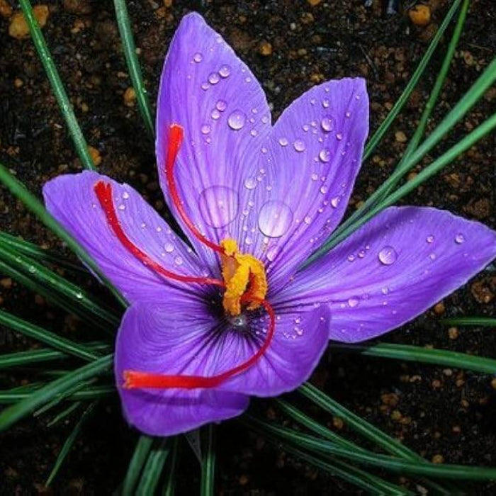 Deep Purple Crocus plant