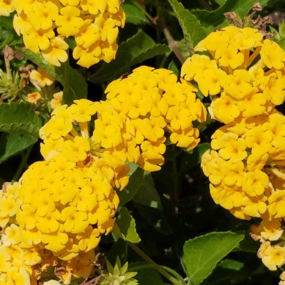 Deep Yellow Lantana plant