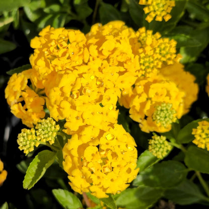 Deep Yellow Lantana plant