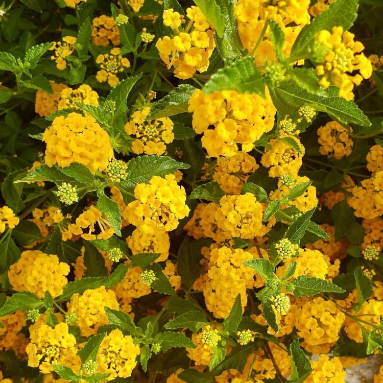 Deep Yellow Lantana plant