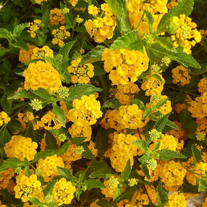 Deep Yellow Lantana plant