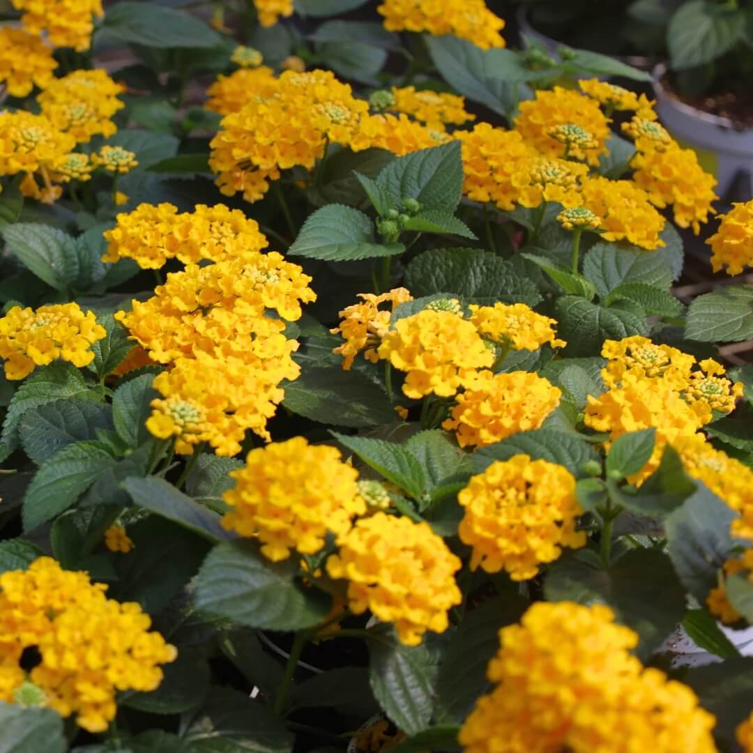 Deep Yellow Lantana plant